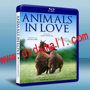 戀愛中的動物們 Animals in Love