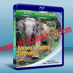 婆羅洲侏儒象 Borneo's Pygmy Elephants