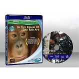 狂野亞洲：赤猿的領地 Wild Asia 1 In the Realm of the Red Ape