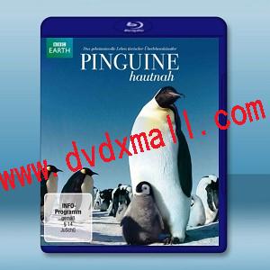 BBC 企鵝間諜 Pinguine hautnah    -藍光影片25G