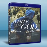 白色上帝 /忠犬追殺令 White God (2014) -藍光影片25G