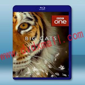  大貓 Big Cats (2018)  藍光影片25G