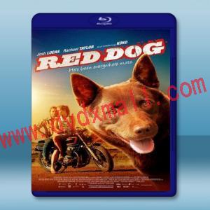  紅犬背包客 Red Dog 【2011】 藍光25G