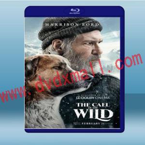  極地守護犬 The Call of the Wild (2020) 藍光影片25G